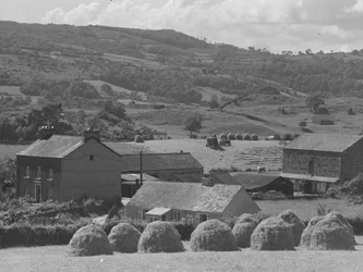Almires en primer plano con granja detrás