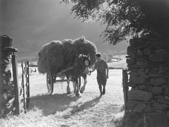 Caballo tirando de un carro de heno cargado a través de una puerta