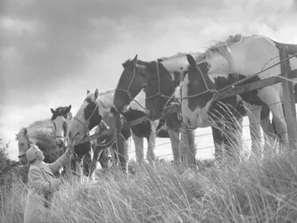 Caballos inclinados sobre la valla y alimentados por una señora