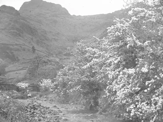 Río con árboles en flor en la orilla y Langdale Pike al fondo