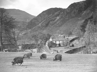 Ovejas pastando en el campo con la granja y las colinas detrás