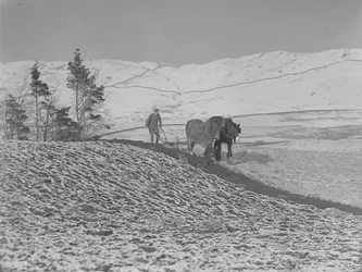 Dos caballos arando en el valle del Lune