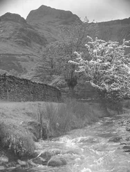 Vista de un arroyo de montaña con un árbol en flor en primer plano y los picos de Langdale al fondo.