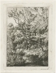 vista al bosque