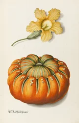 Calabacín y una calabaza
