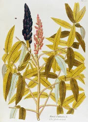 Zumaque de hojas de olmo o zumaque siciliano (Rhus coriaria) por Joseph Jacob von Plenck (1735-1807), de Icones plantarum medicinalium, Viena