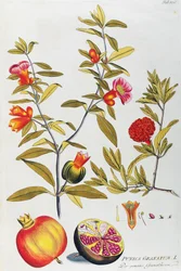Granada (Punica granatum) por Joseph Jacob von Plenck (1735-1807), de Icones plantarum medicinalium, Viena