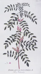 Índigo verdadero (Indigofera tinctoria) por Joseph Jacob von Plenck (1735-1807), de Icones plantarum medicinalium, Viena