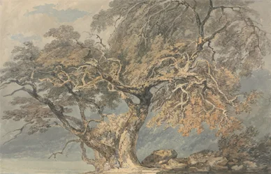 Un gran árbol