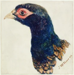 Faisán macho, The Farnley Book of Birds, hacia 1816