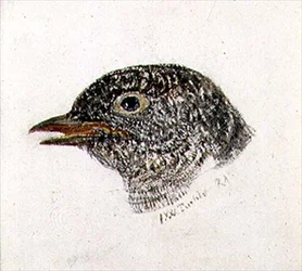 Cuco, del libro de aves de Farnley, c.1816