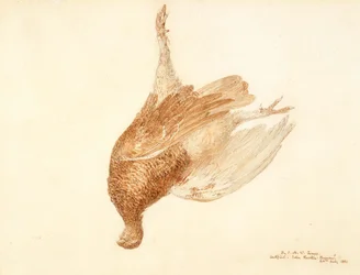 Urogallo muerto