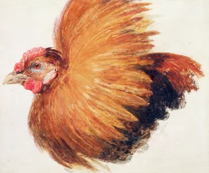 Gallo de pelea, de The Farnley Book of Birds, hacia 1816