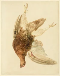 Urogallo, del Libro de Aves de Farnley, c.1816