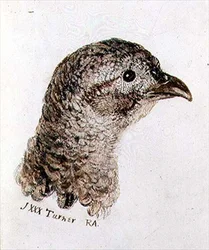 Faisán Hembra, del Libro de Aves de Farnley, c.1816