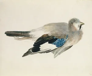 Arrendajo, del Libro de Aves de Farnley, c.1816