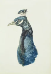 Pavo real, de The Farnley Book of Birds, c. 1816