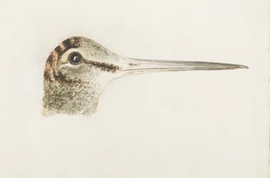 Becada, de The Farnley Book of Birds, c. 1816