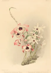 Dendrobium Hybridium Venus y Dendrobium Hybridium Cassiope