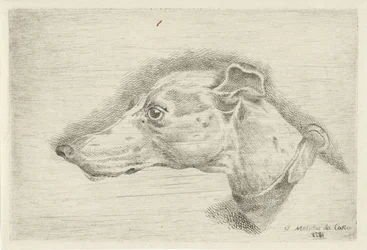 cabeza de un galgo