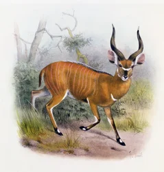 El antílope de cuernos anchos, de 