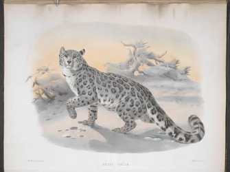 Felis uncia, leopardo de las nieves, de 