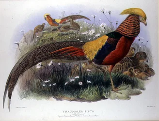 Thaumalea picta (Faisán Dorado) grabado por M. & N. Hanhart