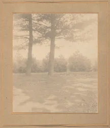 Paisaje con árboles,c. 1900 (foto)