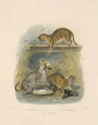 Gatos de Bengala asiáticos (Felis javanensis, F. chinensis, F. sumatrana)