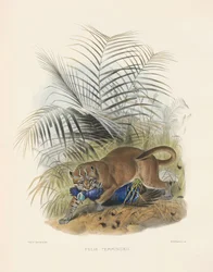 Gato dorado asiático (Felis temminckii)