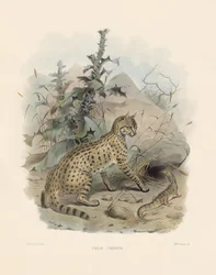 Gato montés asiático (Felis ornata)
