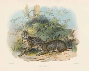 Gato montés (Felis rufa)