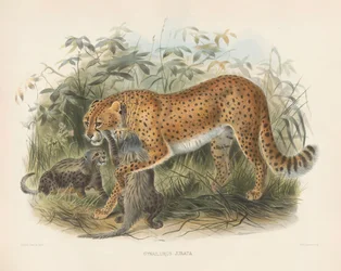 Guepardo con cachorros (Cynaelurus jubata)