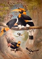 Cálao de casco cóncavo, 1861