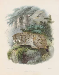 Lince euroasiático (Felis cervaria)