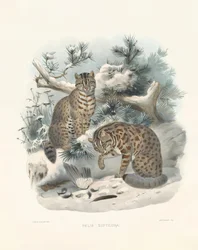 Lince euroasiático (Felis euptilura)