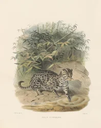 Gato pescador (Felis viverrina)