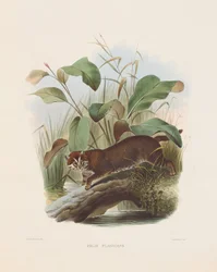Gato de cabeza plana (Felis planiceps)