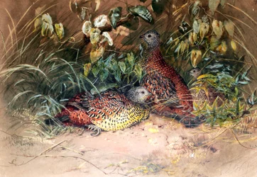 Galloperdiz de Hardwicke (Galloperdix lunulata), 1852-54