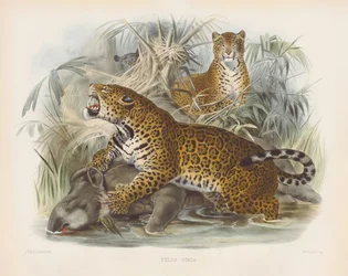 Jaguar (Felis onca)