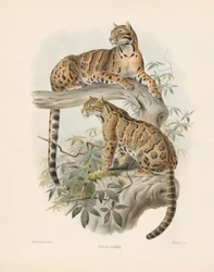 Gato jaspeado (Felis diardi)