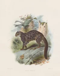 Gato jaspeado (Felis tristis)