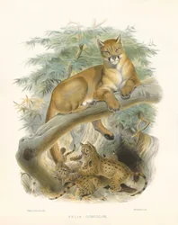León de montaña o puma (Felis concolor)