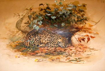 Ocelote