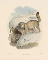 Gato de Pallas (Felis manul)