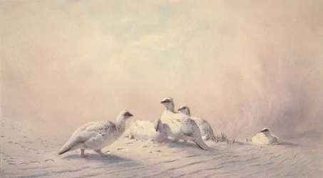 Perdiz nival, invierno, 1873
