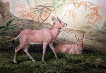 Becerros de Oryx de cuernos cimitarra, c.1850