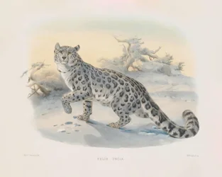 Leopardo de las nieves (Felis uncia)
