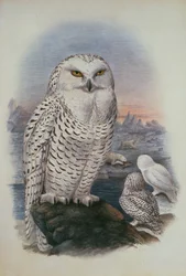 Búho nival, Nyctea Nivea