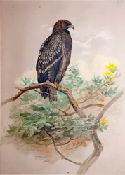 Águila moteada (Aquila clanga)